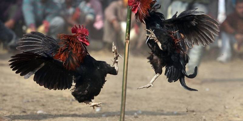 Luật chơi đá gà