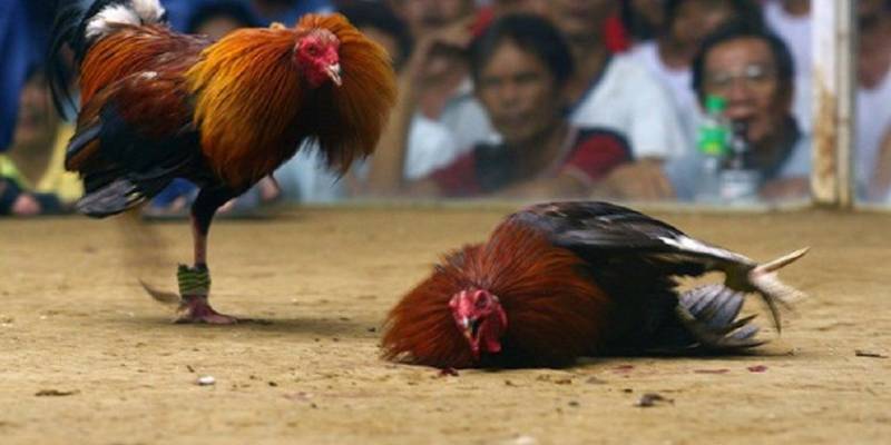 Luật chơi đá gà tại Zowin