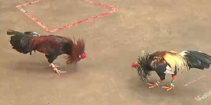 Dễ dàng để người chơi đặt cược