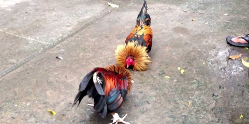 Cách tham gia đá gà Zowin