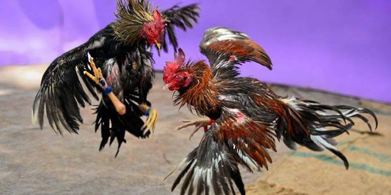 Đá gà casino Zowin là gì?