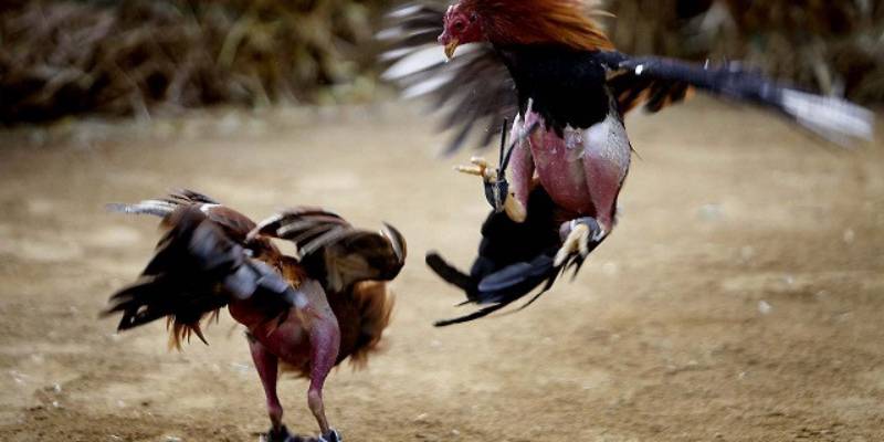 Trả thưởng đá gà siêu nhanh