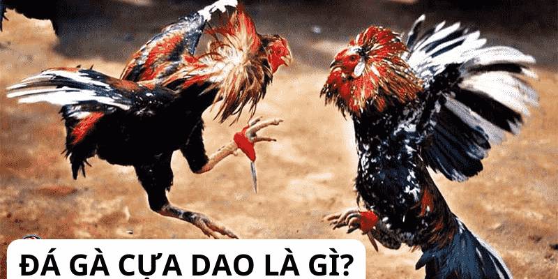 Đá gà cựa dao Zowin là gì?