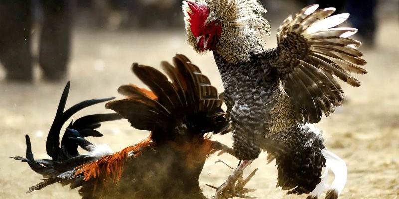 Hướng dẫn tham gia đá gà tại Zowin