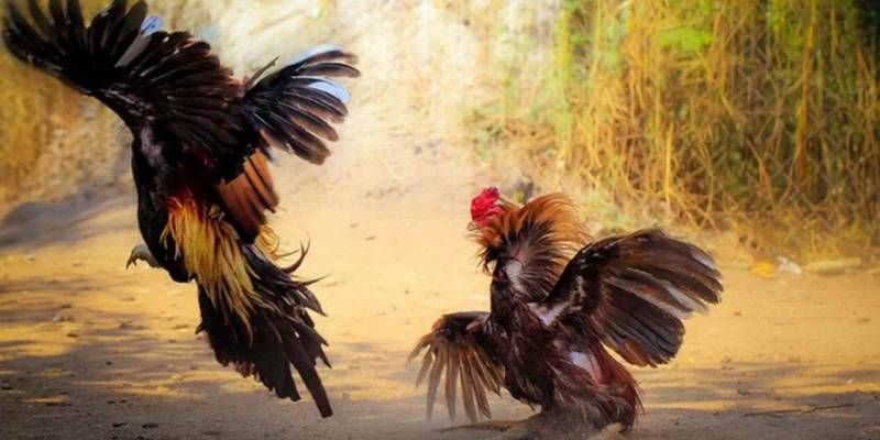 Tìm hiểu đá gà thomo Zowin là gì?