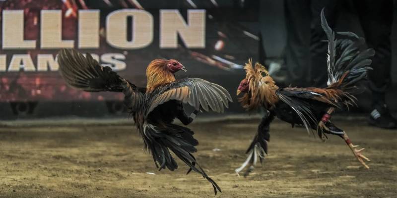 Đá gà trực tiếp Zowin có những hình thức nào?