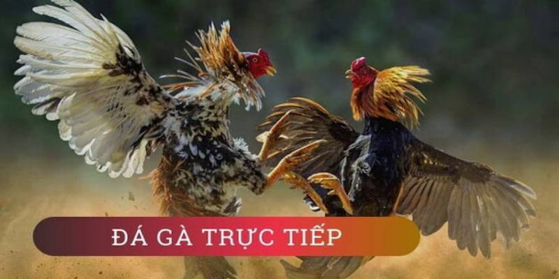 Tổng quan về đá gà trực tuyến