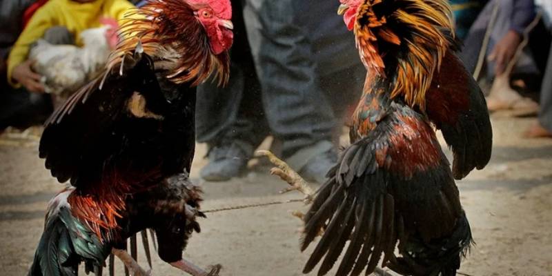 Hiểu và nắm rõ luật đá gà