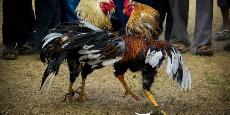 Giữ tâm lý ổn định khi đá gà